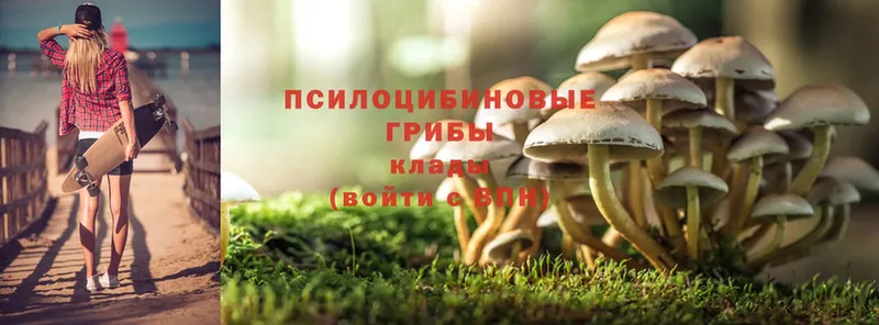 как найти закладки  Аргун  Псилоцибиновые грибы Cubensis 